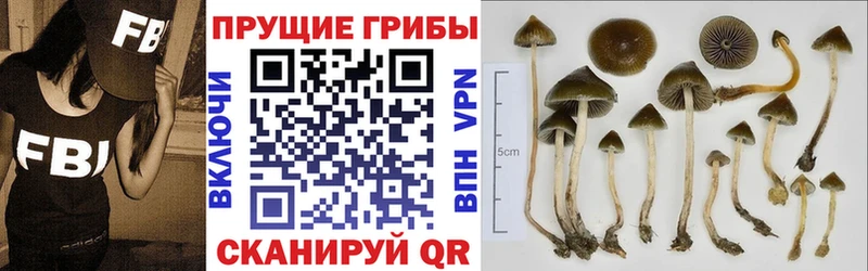 Купить  Бирюч  Галлюциногенные грибы Psilocybe 